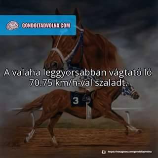 Secretariat!!! :) :)