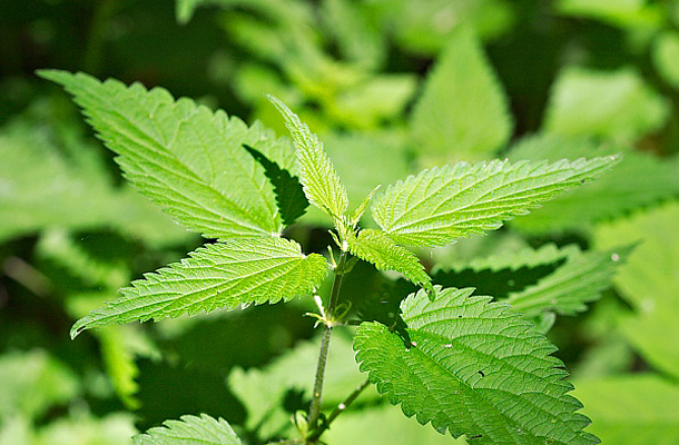 Nagy csalán